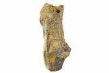 Fossil Hadrosaur (Edmontosaurus) Tooth - Montana #340936-1